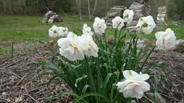 flowers in the pasture