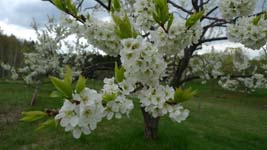 plum tree blossoms