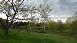 plum tree blossoms