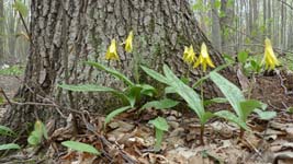 dogtooth violet