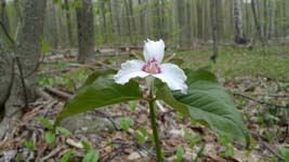 white trillium