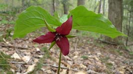 red trillium