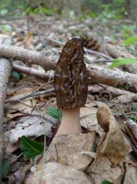 morel mushroom