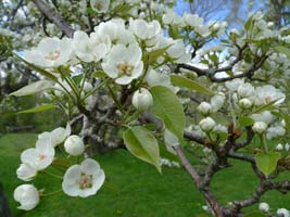 pear tree blossoms