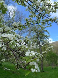 pear tree blossoms