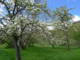 pear tree blossoms