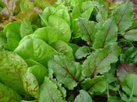 spring salad greens