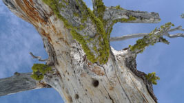 tree with lichen