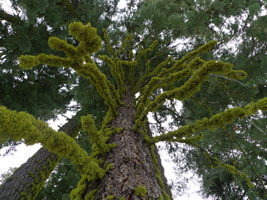 lichen covered trees