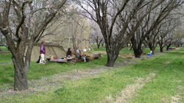 lunch in Tom's orchard