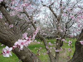 peach and almond blossoms