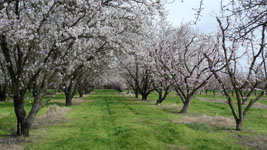 almond grove in blossom