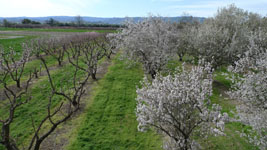 the orchard
