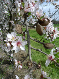old almonds and new blossoms
