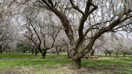 almond grove in blossom