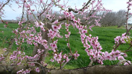 peach blossoms