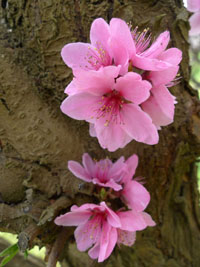 peach blossoms