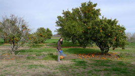 collecting oranges