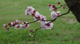 plum blossoms