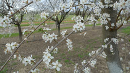 plum blossoms