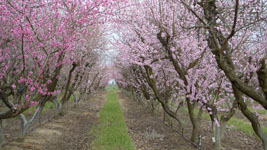 plum blossoms