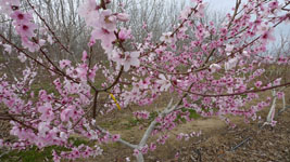 plum blossoms