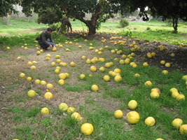 windfall pommelos