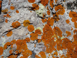 orange lichens