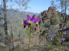 spring wildflowers