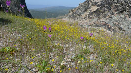 spring wildflowers