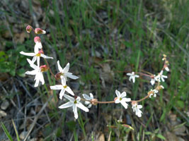 wildflowers