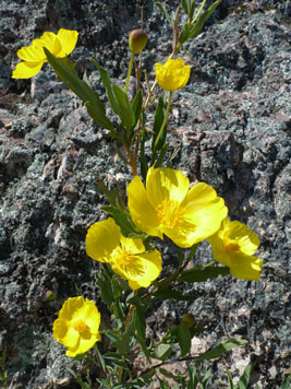 yellow flowers