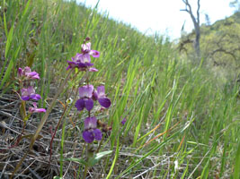 wildflowers