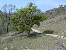 oak tree