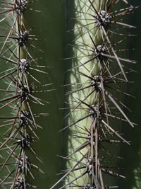 plants at the desert museum, tucson