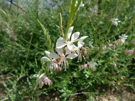 plants at the desert museum, tucson