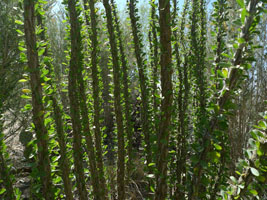 plants at the desert museum, tucson