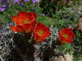 plants at the desert museum, tucson