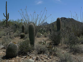 plants at the desert museum, tucson