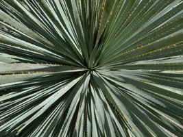 plants at the desert museum, tucson