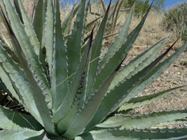 plants at the desert museum, tucson