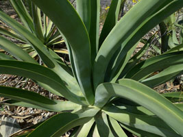 plants at the desert museum, tucson