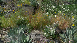 plants at the desert museum, tucson