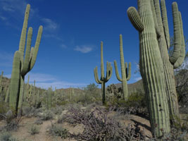 saguaro national park, tucson