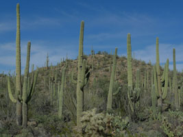 saguaro national park, tucson