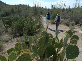 saguaro national park, tucson