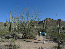 saguaro national park, tucson