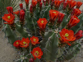 saguaro national park, tucson