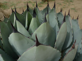 saguaro national park, tucson