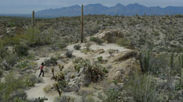 saguaro national park, tucson